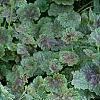 Heuchera americana 'Dale's Strain', habit