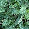Heuchera americana 'Dale's Strain', habit