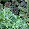 Heuchera americana 'Dale's Strain', habit