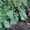Heuchera americana 'Dale's Strain', habit