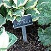 Heuchera americana 'Dale's Strain', habit