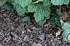 Heuchera americana 'Dale's Strain', habit