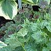 Heuchera americana 'Dale's Strain', habit