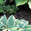 Heuchera americana 'Dale's Strain', habit