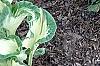 Heuchera americana 'Dale's Strain', habit