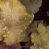 Heuchera 'Amber Waves', habit