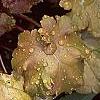 Heuchera 'Amber Waves', habit