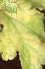 Heuchera 'Amber Waves', leaves