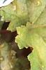Heuchera 'Amber Waves', leaves