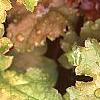 Heuchera 'Amber Waves', leaves