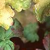 Heuchera 'Amber Waves', leaves