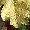Heuchera 'Amber Waves', leaves