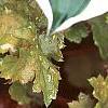Heuchera 'Amber Waves', leaves