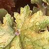 Heuchera 'Amber Waves', leaves