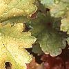 Heuchera 'Amber Waves', leaves