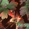 Heuchera 'Amber Waves', leaves