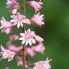 Heucherella tiarelloides 'Bridget Bloom', flowers