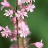 Heucherella tiarelloides 'Bridget Bloom', flowers