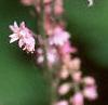 Heucherella tiarelloides 'Bridget Bloom', flowers
