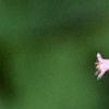 Heucherella tiarelloides 'Bridget Bloom', flowers