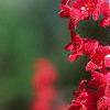 Heuchera x brizoides 'Firefly', flowers