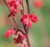 Heuchera x brizoides 'Firefly', flowers