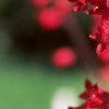 Heuchera x brizoides 'Firefly', flowers