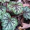 Heuchera 'Green Spice', habit
