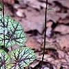 Heuchera 'Green Spice', habit
