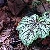 Heuchera 'Green Spice', habit
