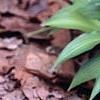 Heuchera 'Green Spice', habit
