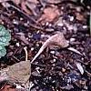 Heuchera 'Green Spice', habit