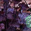Heuchera 'Green Spice', habit