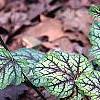 Heuchera 'Green Spice', habit