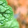 Heuchera 'Green Spice', leaves