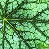 Heuchera 'Green Spice', leaves