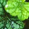 Heuchera 'Green Spice', leaves