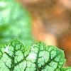 Heuchera 'Green Spice', leaves