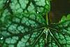 Heuchera 'Green Spice', leaves