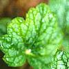 Heuchera 'Green Spice', leaves