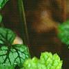 Heuchera 'Green Spice', leaves