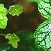 Heuchera 'Green Spice', leaves
