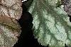 Heuchera 'Hollywood', leaves