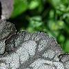 Heuchera 'Hollywood', leaves