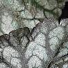 Heuchera 'Hollywood', leaves