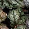 Heuchera 'Hollywood', leaves