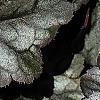 Heuchera 'Hollywood', leaves