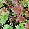 Heuchera 'Marmalade', habit
