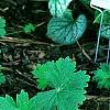 Heuchera 'Marmalade', habit