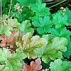 Heuchera 'Marmalade', habit